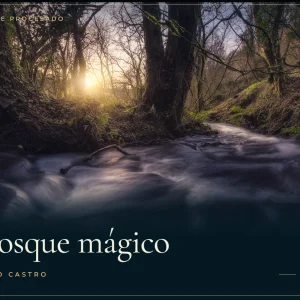Bosque Mágico